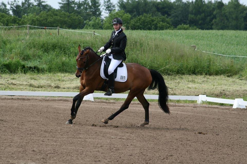 Anden særlig race Dee Dee Birkholm "ponydyret" <3 <3 billede 20