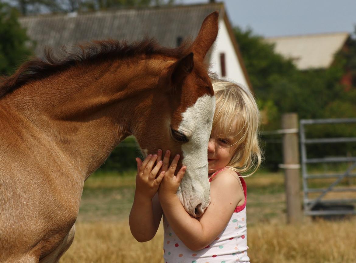 Welsh Cob (sec D) Melanders Flora - Flora og min datter på 3 år.. De 2 har bare noget sammen billede 8