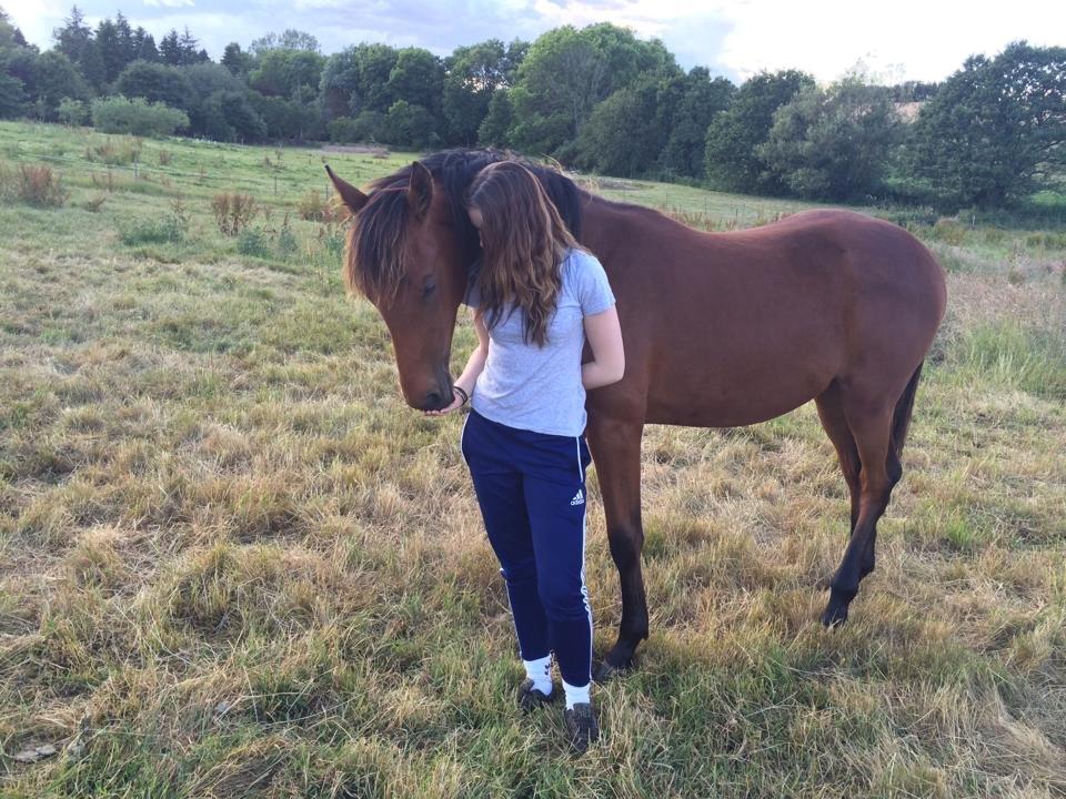 Dansk Varmblod TWINHORS DON'A BALLERINA billede 16