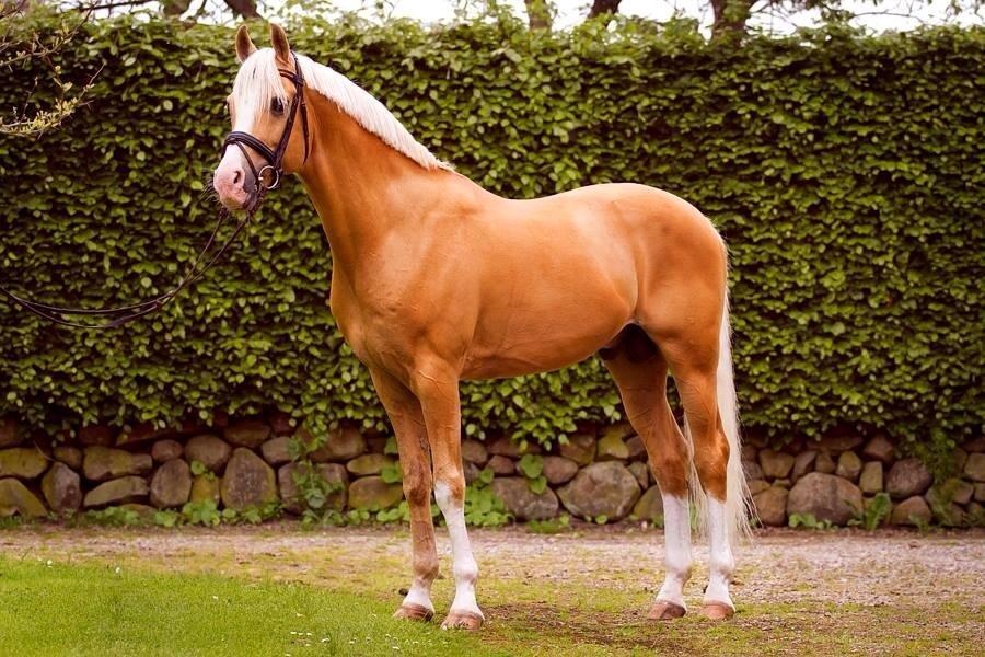 Palomino Shulay Gold Fever*AVLSHINGST* -  Foto: Line Madsen billede 6