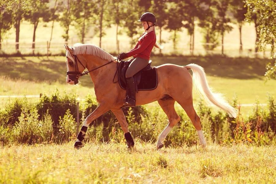 Palomino Shulay Gold Fever*AVLSHINGST* - , 22. juni 2014.  Foto: Line Madsen billede 23