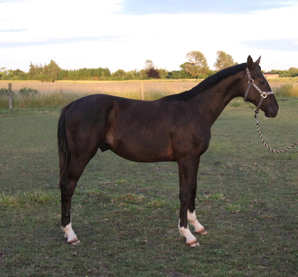 Dansk Varmblod De Luxe Noir billede 7