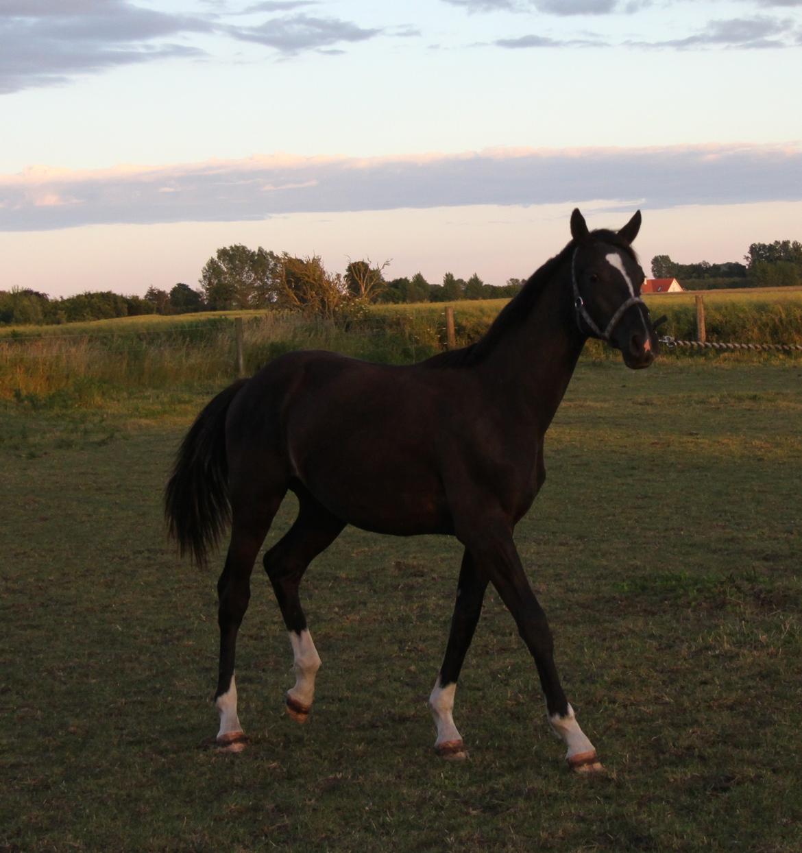 Dansk Varmblod De Luxe Noir billede 4