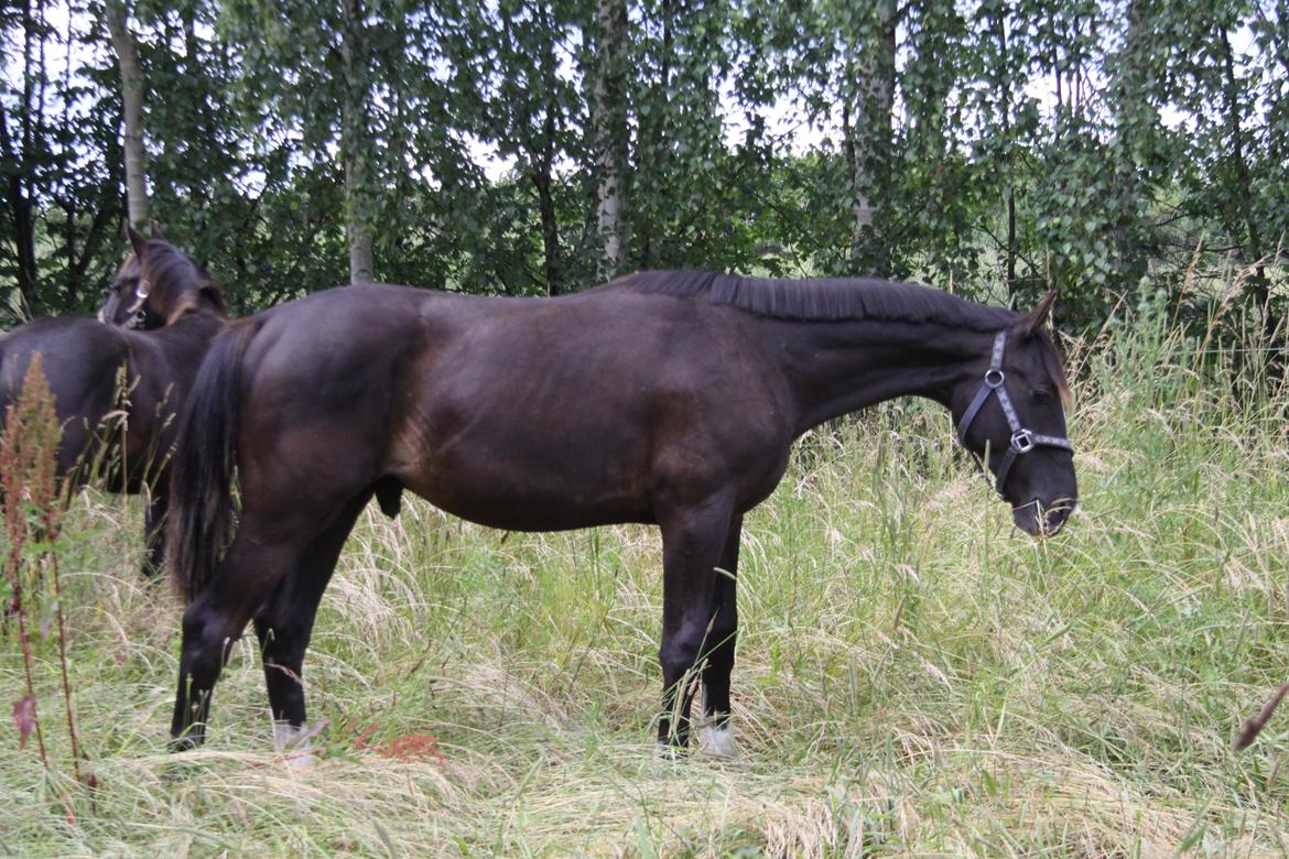 Dansk Varmblod De Luxe Noir billede 3