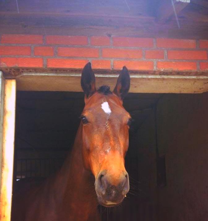 Holstener Lucern - min stjerne <3 billede 1