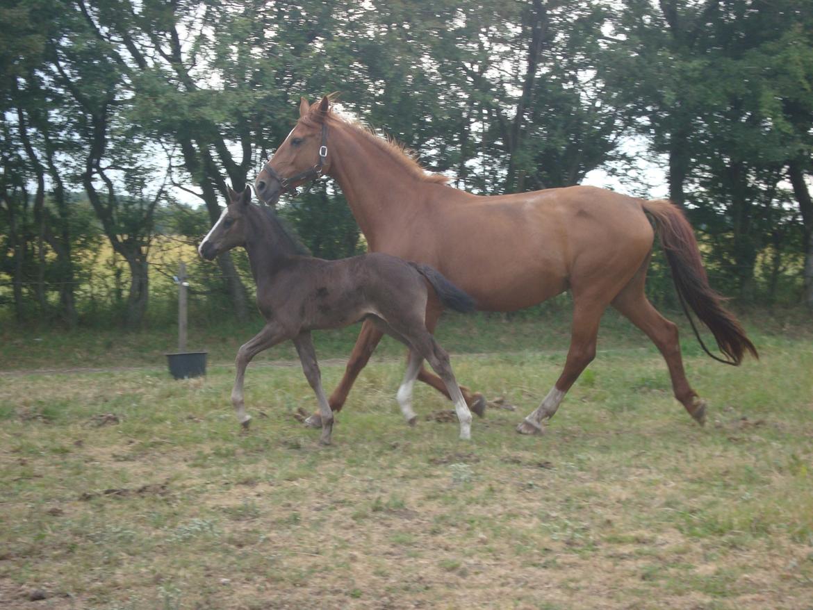 Dansk Varmblod Mi Estrella billede 24