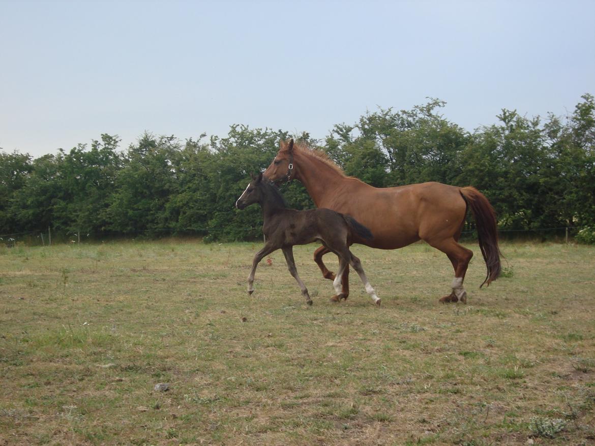 Dansk Varmblod Mi Estrella billede 25