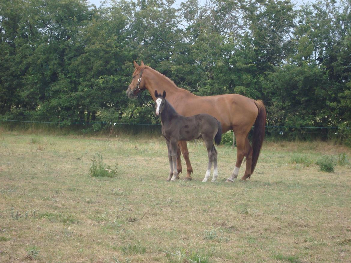 Dansk Varmblod Mi Estrella billede 7
