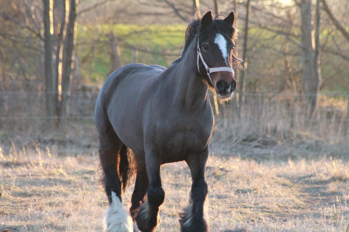 Irish Cob Romany's Hot Chokolate <3 R.I.P <3 billede 1