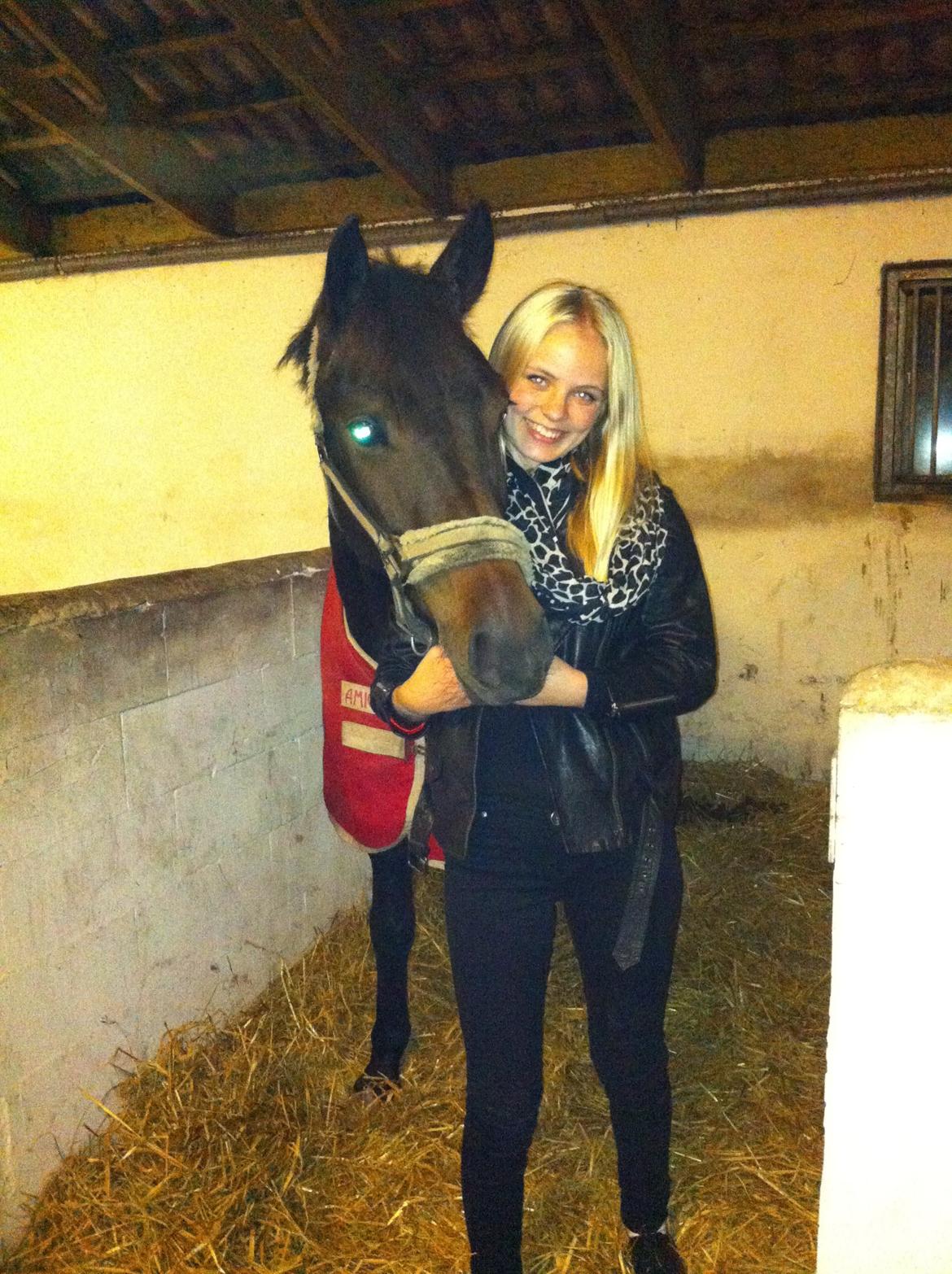 Tysk Sportspony Chester - September 2013 billede 2