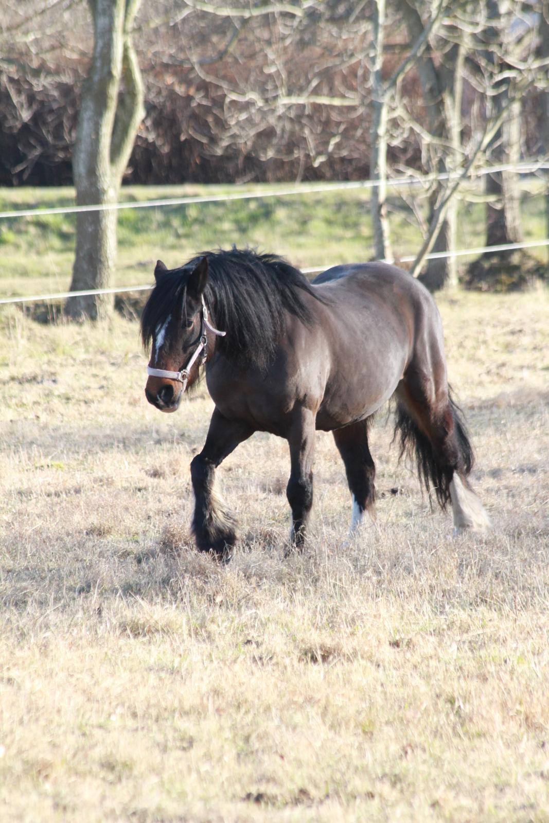 Irish Cob Romany's Hot Chokolate <3 R.I.P <3 billede 2