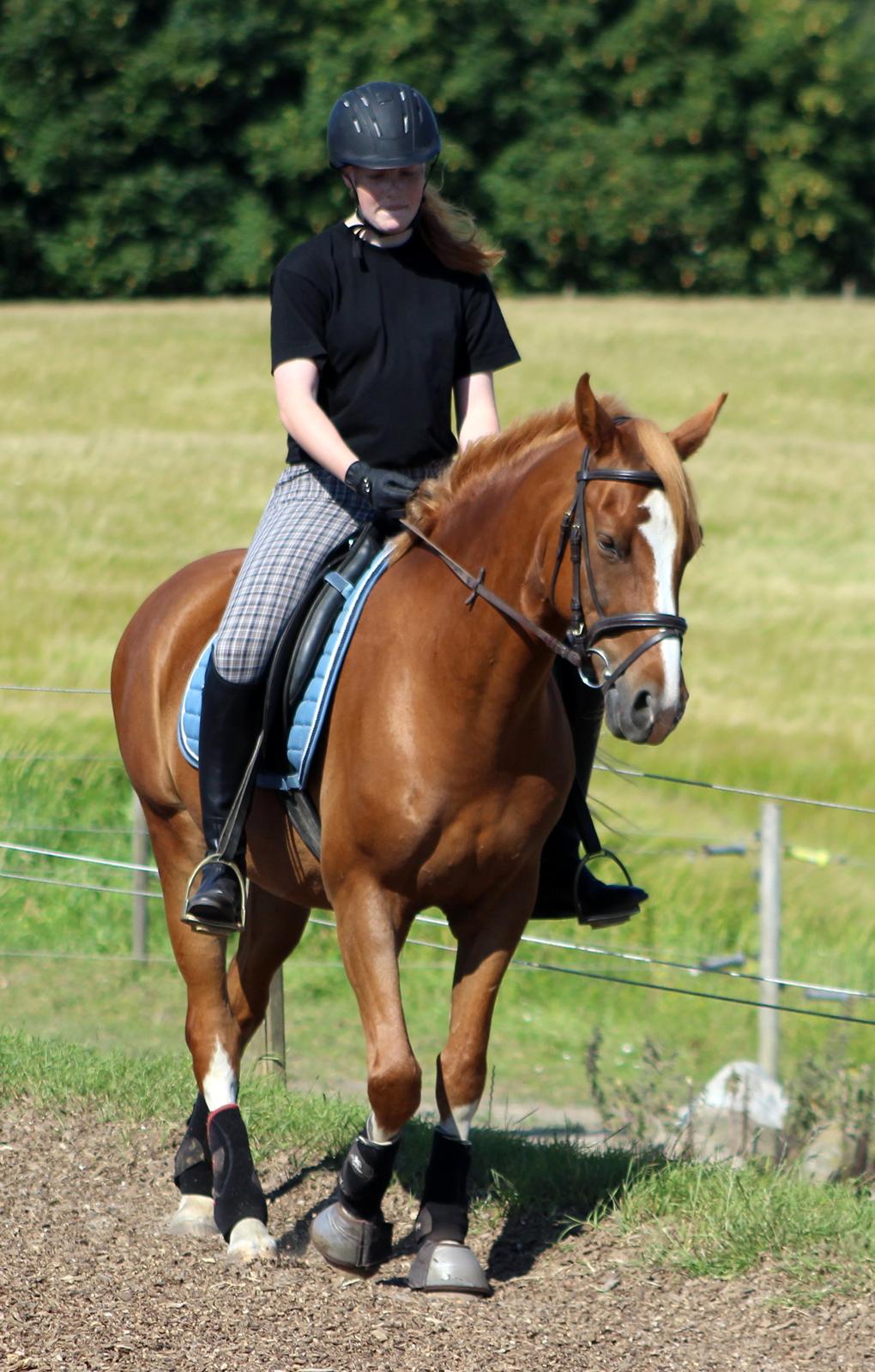 DSP Nørretelling's Ballou - Sidste ridetur <3 - Foto: Mor billede 46