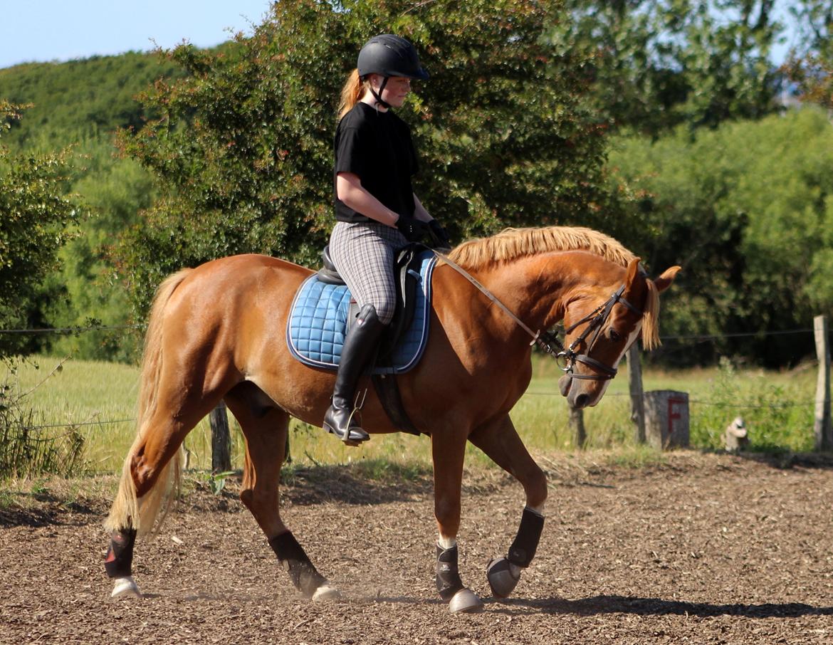 DSP Nørretelling's Ballou - Sidste ridetur <3 - Foto: Mor billede 15