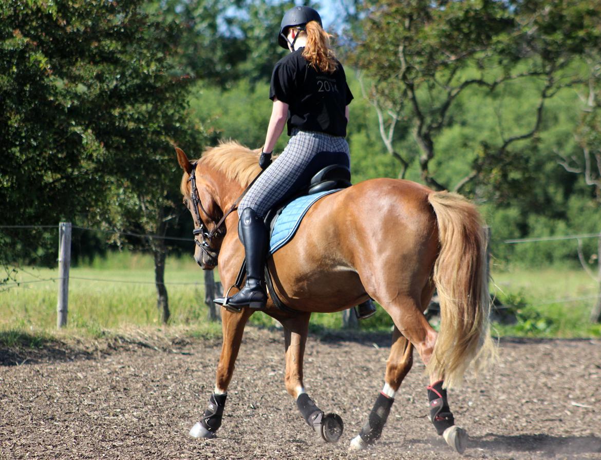 DSP Nørretelling's Ballou - Sidste ridetur <3 - Foto: Mor billede 34