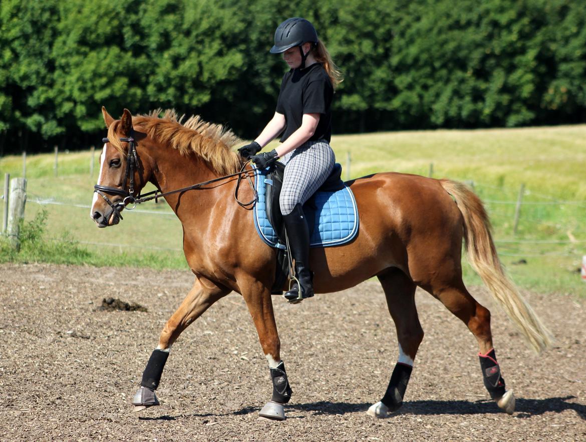 DSP Nørretelling's Ballou - Sidste ridetur <3 - Foto: Mor billede 8