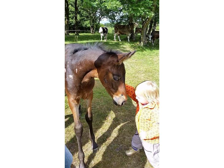 {{currentPhoto.altText}} billede {{currentPhoto.number}}