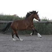 Welsh Pony af Cob-type (sec C) Holmegaards Amy