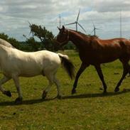 Fjordhest Romeo's Hans