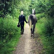 Arabisk fuldblod (OX) Mahrouf Al Thoraya