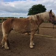 Haflinger Lise
