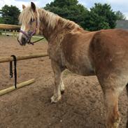 Haflinger Lise