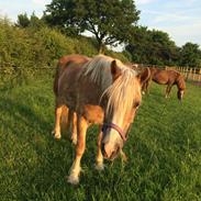 Haflinger Lise