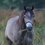 Arabisk fuldblod (OX) HO-Cosmos Chiwas