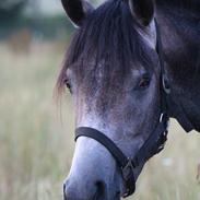 Arabisk fuldblod (OX) HO-Cosmos Chiwas