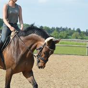 Dansk Varmblod Horns lord surprize