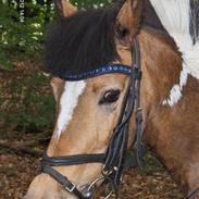 Hollandsk Sportspony COLOR <SOLGT!>