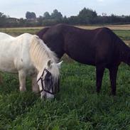 Traver Genie  ( Gypsy Halbak )