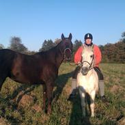 Traver Genie  ( Gypsy Halbak )