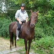 Traver Genie  ( Gypsy Halbak )