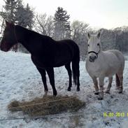 Traver Genie  ( Gypsy Halbak )