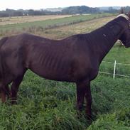 Traver Genie  ( Gypsy Halbak )