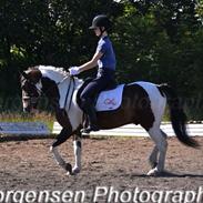 Anden særlig race Master Mind