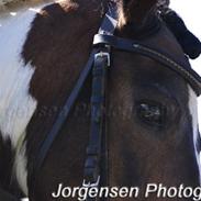 Anden særlig race Master Mind