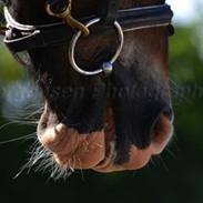 Anden særlig race Master Mind