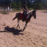 Anden særlig race Master Mind