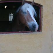 Haflinger Asterix Egemosegård