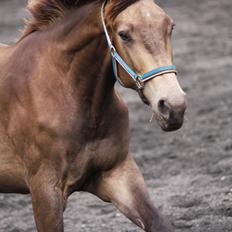 Anden særlig race Klitgaards Maximilian*R.I.P*