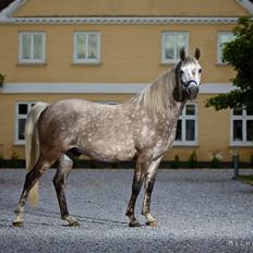 Arabisk fuldblod (OX) Silver