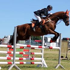 Dansk Varmblod - Sandagergård´s Rafaell