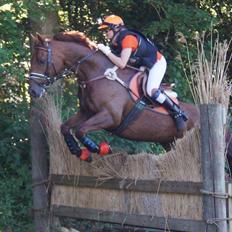 Dansk Varmblod - Sandagergård´s Rafaell