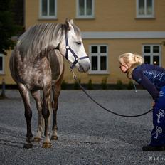 Arabisk fuldblod (OX) Silver