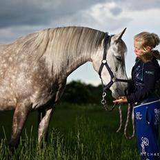 Arabisk fuldblod (OX) Silver
