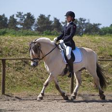 Fjordhest Nemo Hovborg