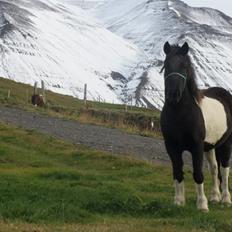 Islænder Hannibal frá Höskuldsstaðum