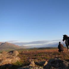 Islænder Hannibal frá Höskuldsstaðum