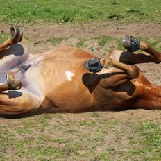 DSP Larsmindes Filanté